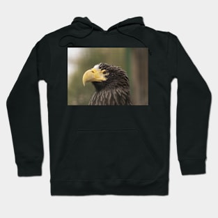 Stellers Sea Eagle Hoodie